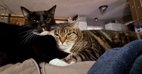 SPINELLI & TJ - Offread by Owner - Bonded Pair