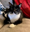 SPINELLI & TJ - Offread by Owner - Bonded Pair