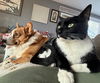 SPINELLI & TJ - Offread by Owner - Bonded Pair