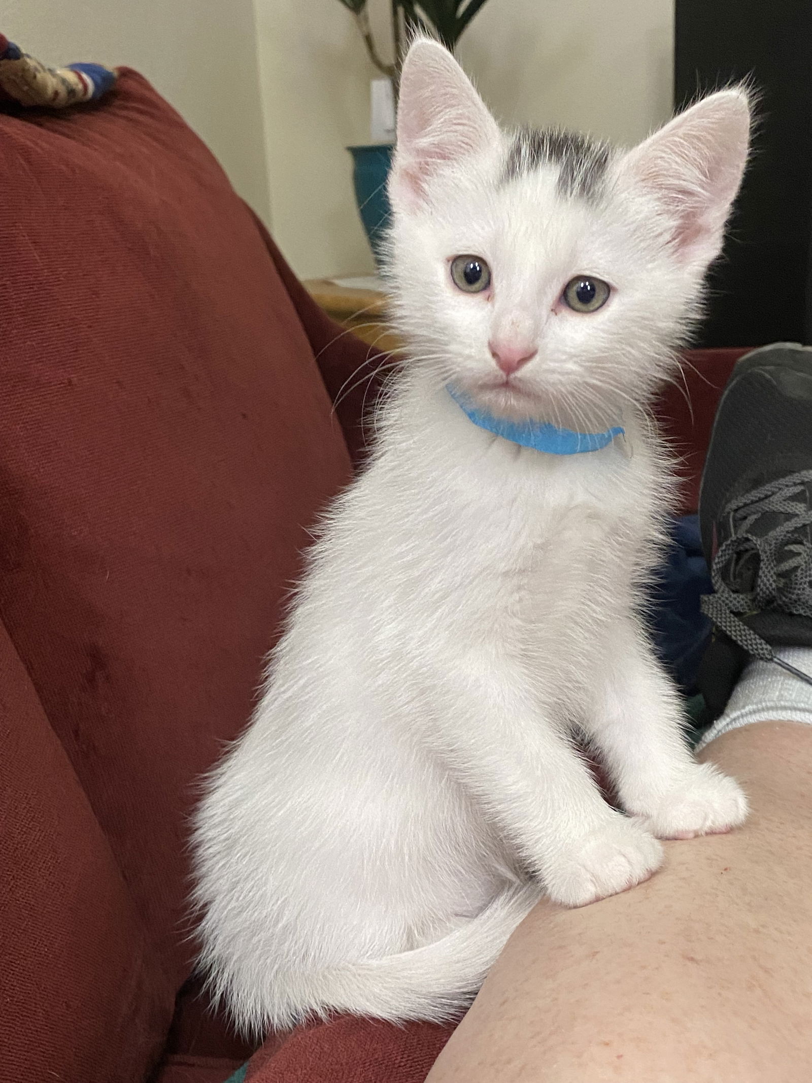 adoptable Cat in Hillsboro, OR named Baby Reba and Milo - Sister and Brother Pair