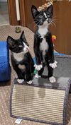 5 Magical Kittens - the Hogwart Group