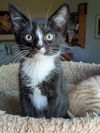 5 Magical Kittens - the Hogwart Group