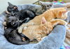 5 Magical Kittens - the Hogwart Group