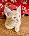 5 Magical Kittens - the Hogwart Group