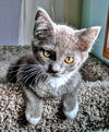 5 Magical Kittens - the Hogwart Group