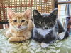5 Magical Kittens - the Hogwart Group