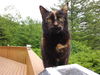 Millicent - Offered by Owner - Senior Tortie