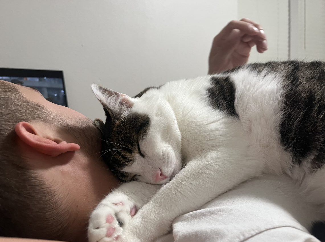 adoptable Cat in Hillsboro, OR named BooBa - Offered by Owner - Young Loverboy