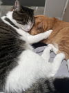 BooBa - Offered by Owner - Young Loverboy