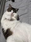 BooBa - Offered by Owner - Young Loverboy