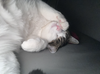 BooBa - Offered by Owner - Young Loverboy