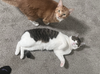 BooBa - Offered by Owner - Young Loverboy