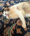 TOMO - Offered by Owner - Includes Medical Care