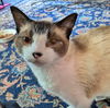 TOMO - Offered by Owner - Includes Medical Care