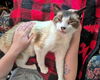 TOMO - Offered by Owner - Includes Medical Care
