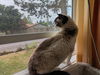 TOMO - Offered by Owner - Includes Medical Care