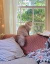 CORA - Offered by Owner - Birman senior