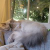 CORA - Offered by Owner - Birman senior