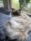 CORA - Offered by Owner - Birman senior