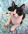 Finnegan - Offered by Owner - Young Male