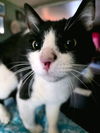 Finnegan - Offered by Owner - Young Male