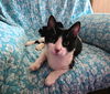 Finnegan - Offered by Owner - Young Male