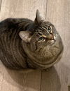 WANDA - Offered by Owner - Pretty Tabby