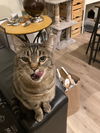 WANDA - Offered by Owner - Pretty Tabby