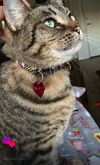 WANDA - Offered by Owner - Pretty Tabby