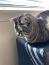 WANDA - Offered by Owner - Pretty Tabby