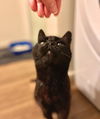 Lady Godiva  Senior kitty Offered By Owner