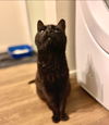 Lady Godiva  Senior kitty Offered By Owner