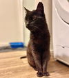Lady Godiva  Senior kitty Offered By Owner