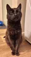 Lady Godiva  Senior kitty Offered By Owner