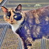 SHEBA - Offered by Owner - Tortie/Calico mix