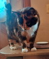SHEBA - Offered by Owner - Tortie/Calico mix