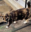 SHEBA - Offered by Owner - Tortie/Calico mix