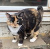 SHEBA - Offered by Owner - Tortie/Calico mix