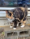 SHEBA - Offered by Owner - Tortie/Calico mix