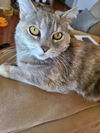 GRACIE - Offered by Owner