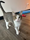 NAOMI - Offered by Owner - 1 year old sweetie