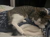 NAOMI - Offered by Owner - 1 year old sweetie