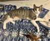 NAOMI - Offered by Owner - 1 year old sweetie