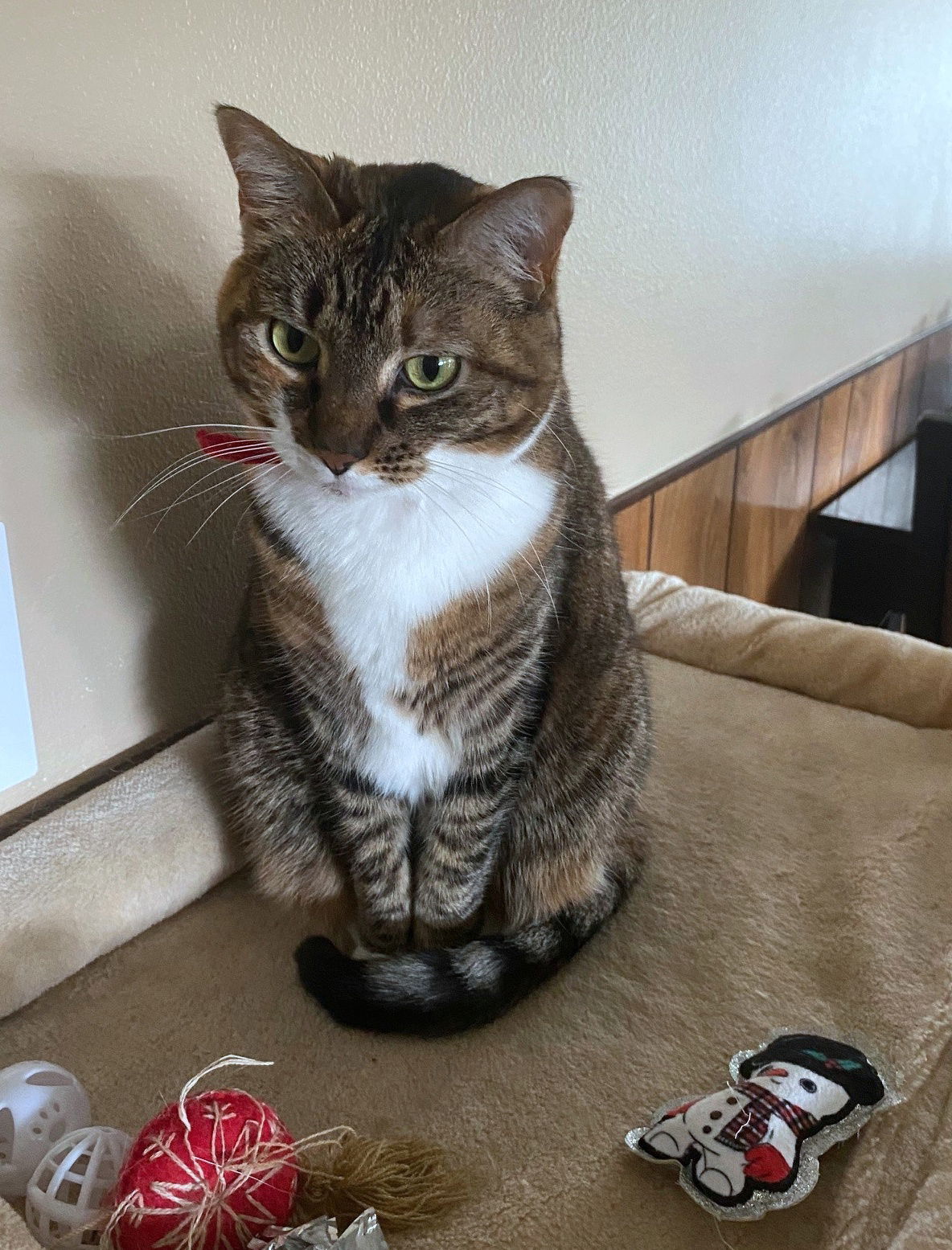 adoptable Cat in Hillsboro, OR named BLAZE - Offered by Owner - Family Cat