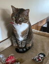 adoptable Cat in  named BLAZE - Offered by Owner - Family Cat