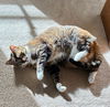 BLAZE - Offered by Owner - Family Cat