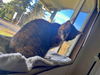 BLAZE - Offered by Owner - Family Cat