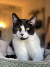 BILLY - Offered by Owner - Good with Kids