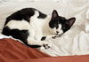 BILLY - Offered by Owner - Good with Kids
