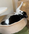 BILLY - Offered by Owner - Good with Kids